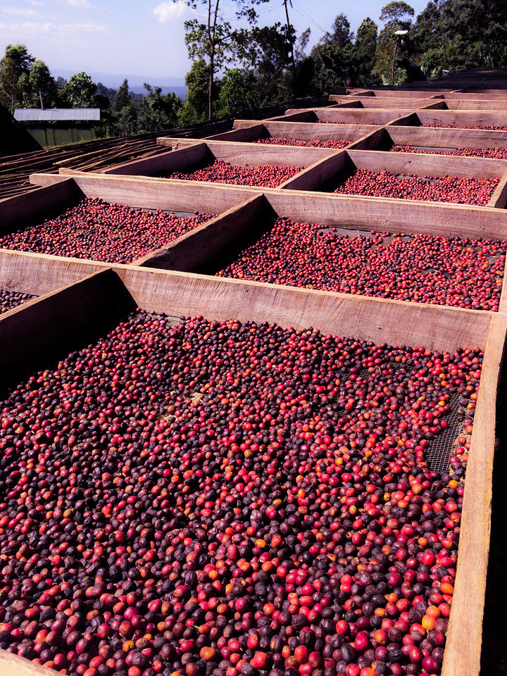 Natural Ethiopian coffee
